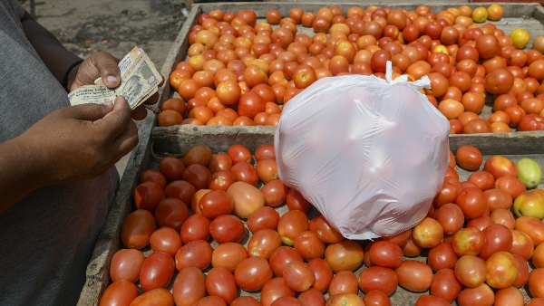 tomato price today tomato price today