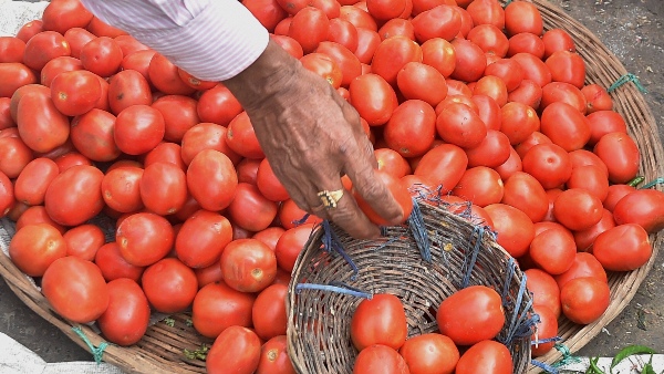 tomato price today tomato price today
