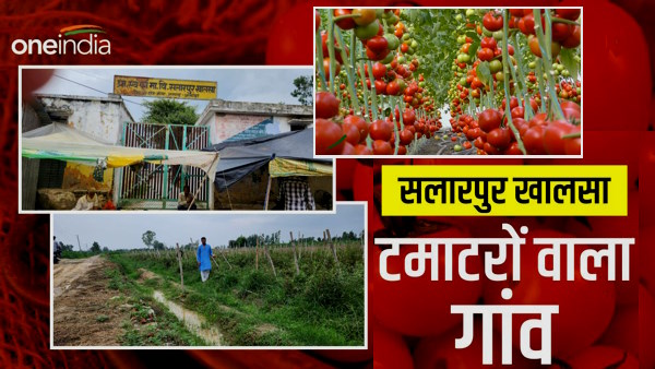 Salarpur Khalsa Tomato Story Salarpur Khalsa Tomato Story