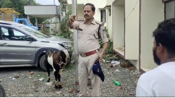 two owners of one goat rewa