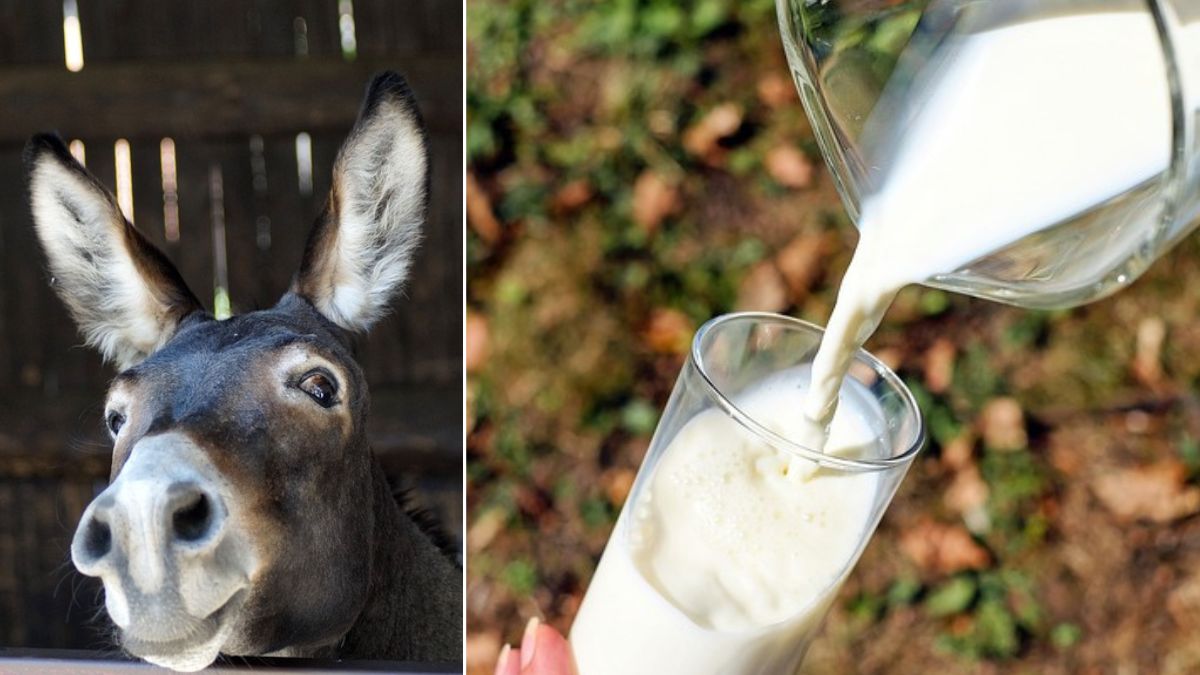 Milk Day Milk Day