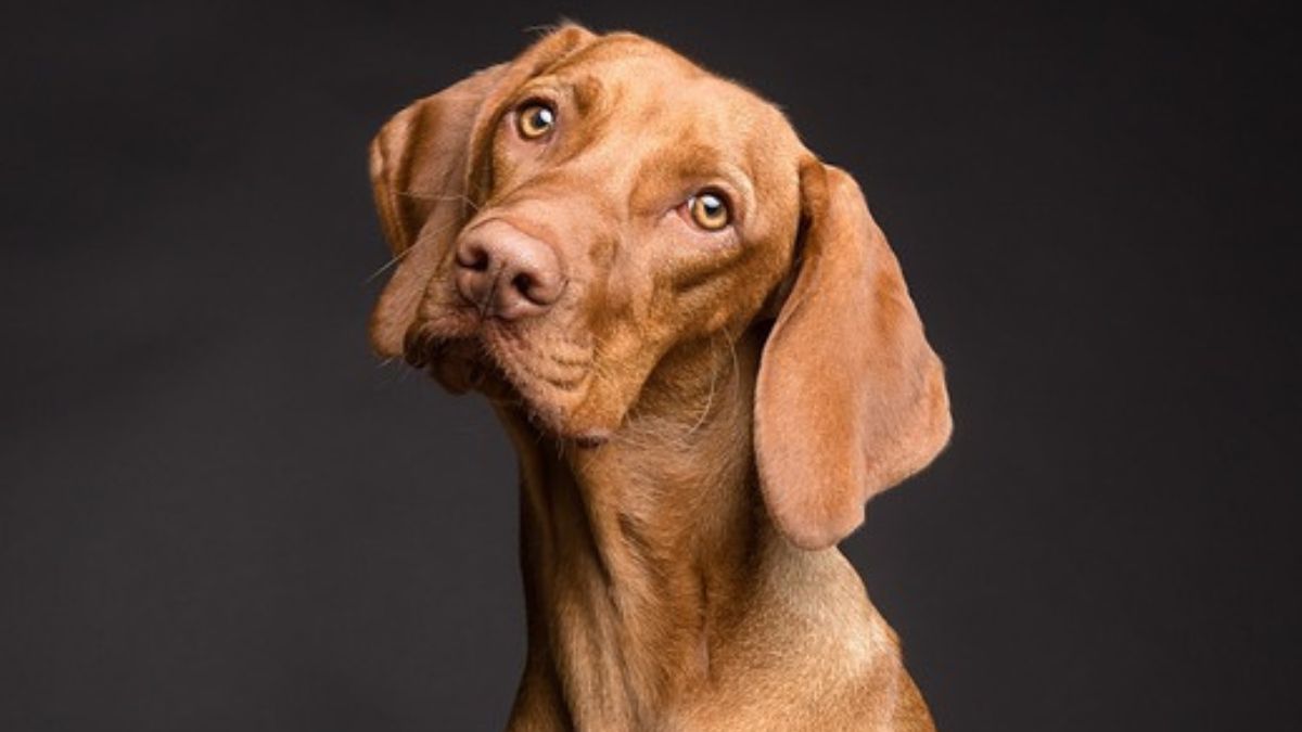 Company hiring dogs Company hiring dogs