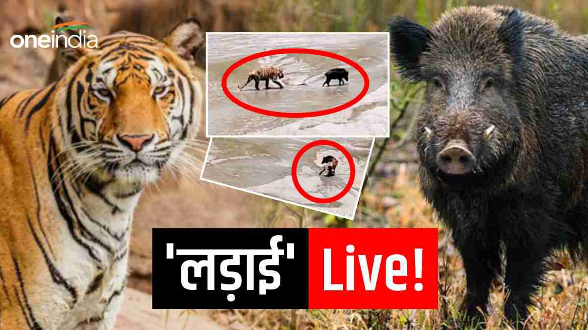 Valmiki Tiger Reserve Viral VideoTiger Could not Hunt Wild Boar Watch Live Video of Fight Valmiki Tiger Reserve Viral VideoTiger Could not Hunt Wild Boar Watch Live Video of Fight