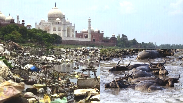 Agra Municipal Corporation caught buffaloes locked them in Kanji House following Supreme Court order Agra Municipal Corporation caught buffaloes locked them in Kanji House following Supreme Court order