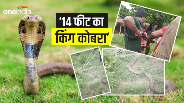 Bettiah 14 fit king cobra found in bagaha residential area
