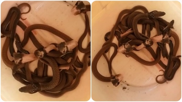 पद्मधारी कोबरा के 16 सपोलों का रेस्क्यू पद्मधारी कोबरा के 16 सपोलों का रेस्क्यू