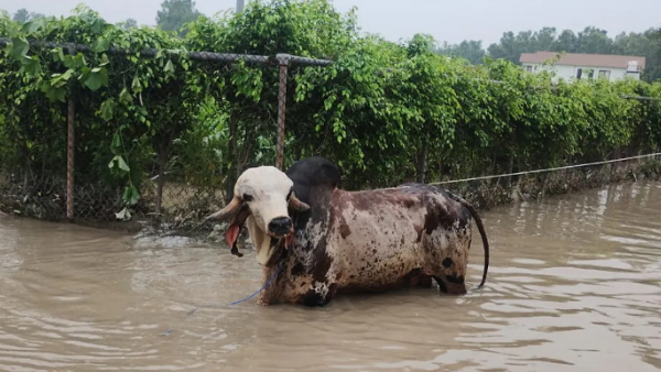 Yamuna flood Yamuna flood