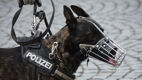 man bites sniffer dog 