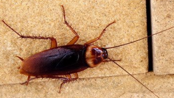 Torture by cockroaches