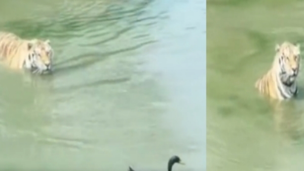 Tiger and duck video