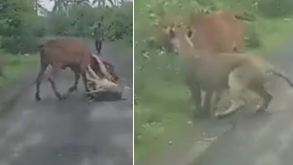 Credit: @VivekKotdiya