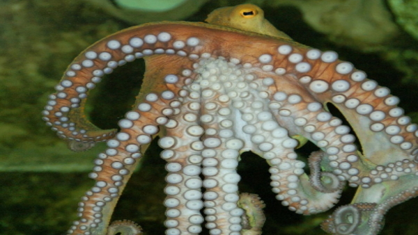 Man swallowed Octopus