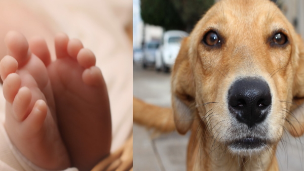 Street dog saves baby 