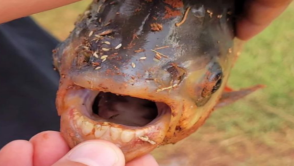 pacu-family