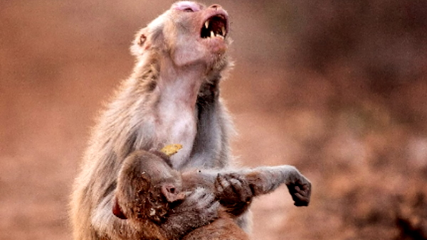 Monkey 
