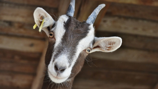 Goat ownership fight