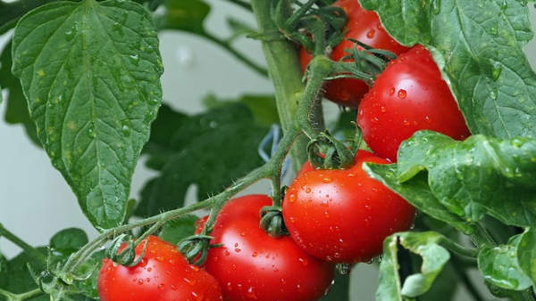 World expensive tomato 