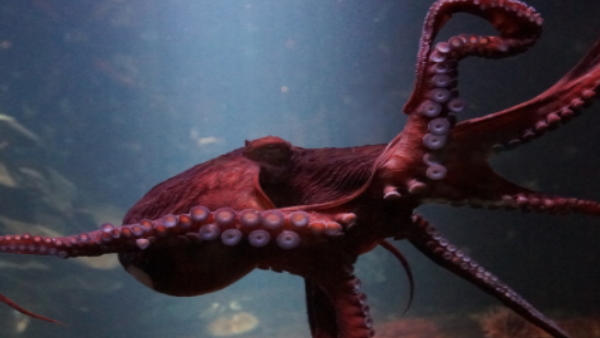 Octopus steals boy go pro camera 