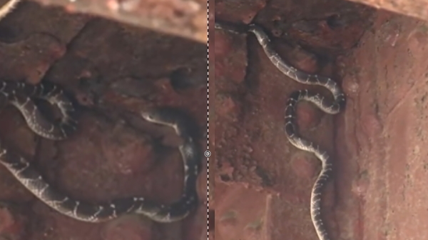 Snake found in Loha Pul area