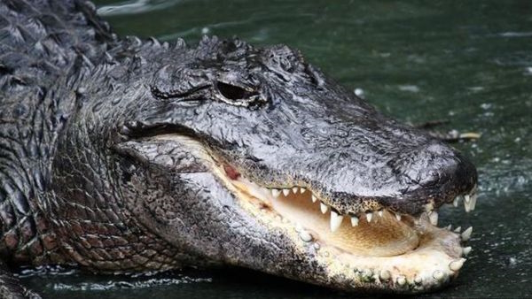 alligator 