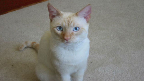 American person cats Torture