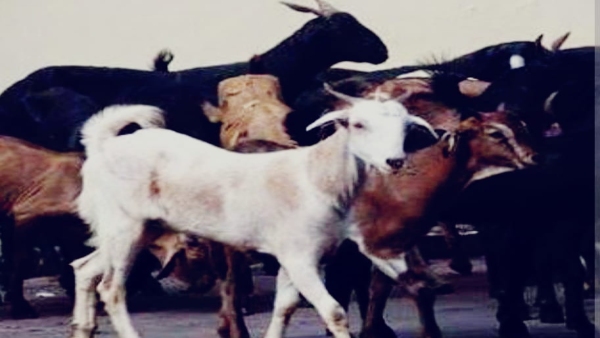 Berasia police revealed the murder, brother-in-law had killed the teenager for stealing a goat Berasia police revealed the murder, brother-in-law had killed the teenager for stealing a goat