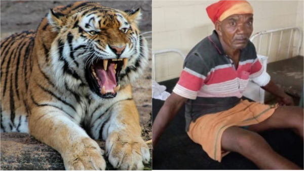 Bandhavgarh Tiger Reserve