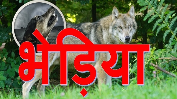 मप्र में भेड़ियों पर होगी रिसर्च मप्र में भेड़ियों पर होगी रिसर्च