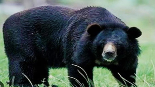 bear killed the farmer in Kakadiya of Ratibad, the villager died after eating his eyes and stomach