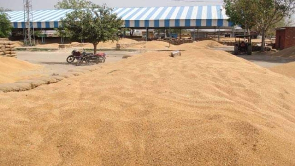 In Misrod, the businessman was stunned by taking crores of wheat from the farmers