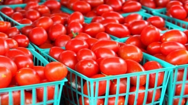 Tomatoes may become cheaper from tomorrow, arrivals will increase from mandis of Maharashtra