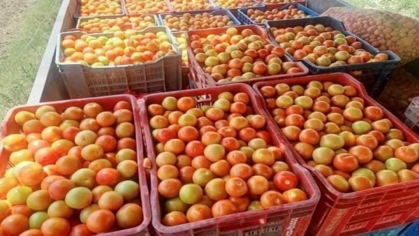Vehicles came from Karnataka, tomatoes became cheaper in the market, rates of different markets