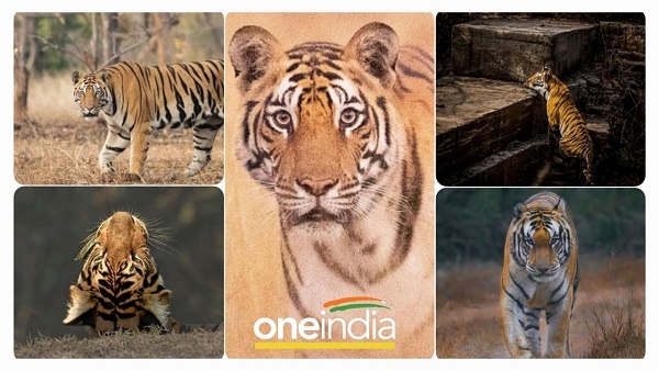 देश में सबसे बेहतर की सूची में MP के 5 टाइगर रिजर्व देश में सबसे बेहतर की सूची में MP के 5 टाइगर रिजर्व