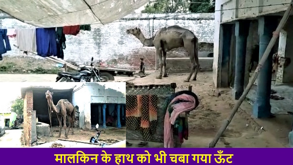 Camel attacked on woman who went to give him water camel caught her head by jaw and killed her Camel attacked on woman who went to give him water camel caught her head by jaw and killed her