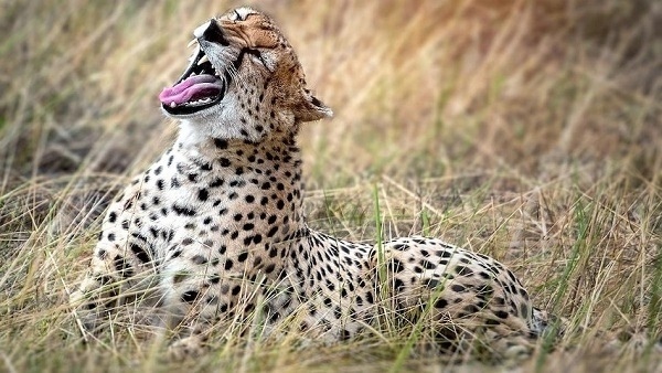 Kuno: जंगल में घूम रहे चार चीते पकड़ में नहीं आए