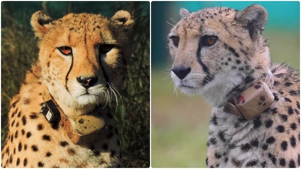 चीतों की मौत पर केंद्र सरकार चिंतित, अंतरराष्ट्रीय एक्सपर्ट को बुलाया, जल्द टीम आएगी चीतों की मौत पर केंद्र सरकार चिंतित, अंतरराष्ट्रीय एक्सपर्ट को बुलाया, जल्द टीम आएगी