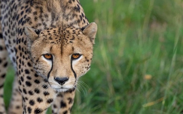 चीता तेजस चोट से नहीं, किडनी संक्रमण से मरा!