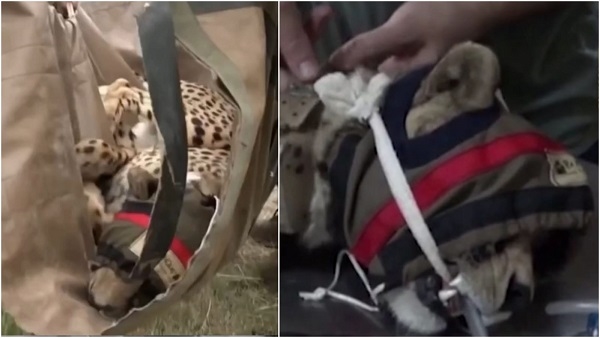 चीता प्रोजेक्ट: जंगल से चीते वापस बाड़े में लाए जा रहे, रेडियो कॉलर निकालेंगे