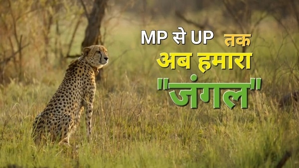 कूनो ही नहीं, MP-UP फॉरेस्ट चीते कहीं भी टेरेटरी बना सकेंगे
