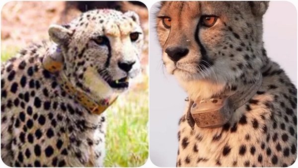 cheetah_kuno_रेडियो कॉलर आईडी से संक्रमण हो सकता है चीतों की मौत का कारण!