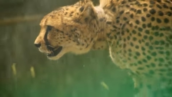 cheetah_kuno_रेडियो कॉलर आईडी से संक्रमण हो सकता है चीतों की मौत का कारण!