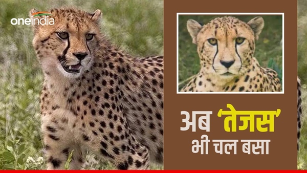 cheetah-tejas-dies-in-kuno-wounds-found-on-neck