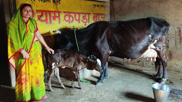 Chhattisgarh Dairy Development Scheme