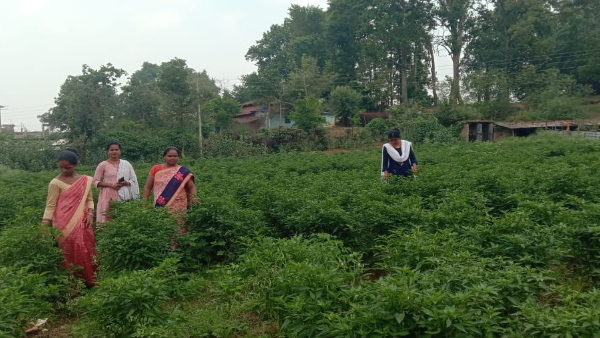 Chilli cultivation, Jashpur Chilli cultivation, Jashpur
