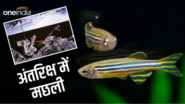 china to send zebrafish in space