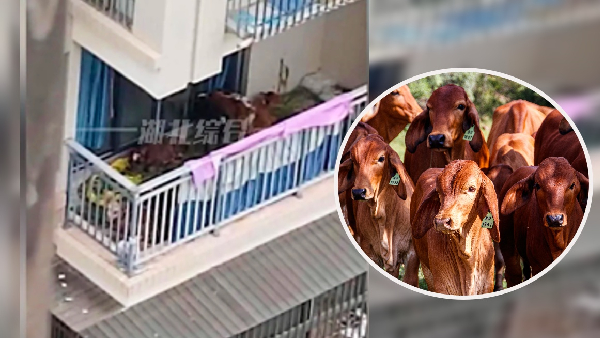 Cow cattle rearing in balcon