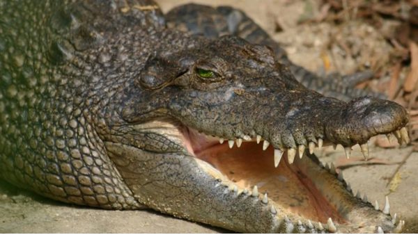 crocodile 