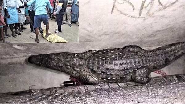 Viral Video of crocodile entered a house in lakhimpur kheri from sharda river and kept sleeping under the cot Viral Video of crocodile entered a house in lakhimpur kheri from sharda river and kept sleeping under the cot