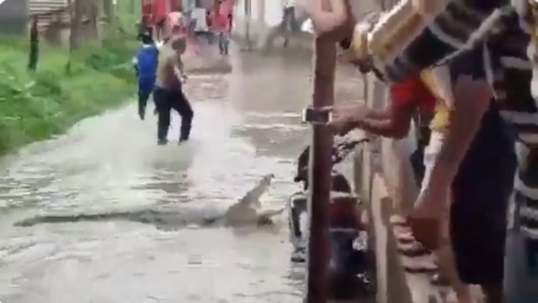 Crocodile in Delhi Flood