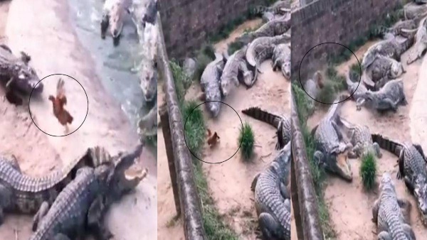 crocodiles video viral